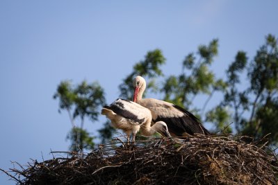 Bratovo - the Village of the Storks (PHOTOS)