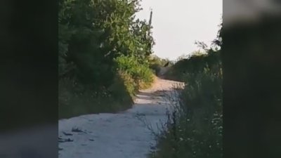 Този див, див Шумен: Къде е пантерата?