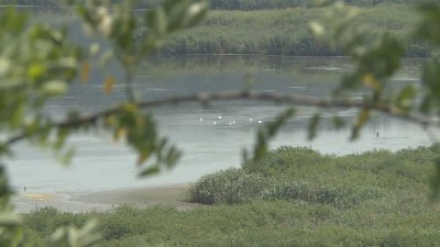 Ниското ниво на водата в езерото на резервата "Сребърна" застрашава част от редките видове