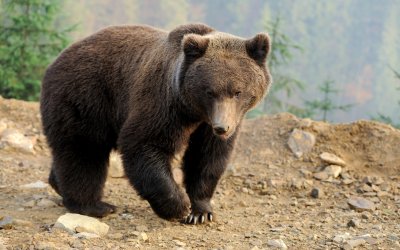 Мотоциклетист загина в Румъния, след като беше нападнат от мечка
