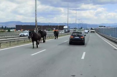 Куриоз: Коне се разхождат на столичното Околовръстно