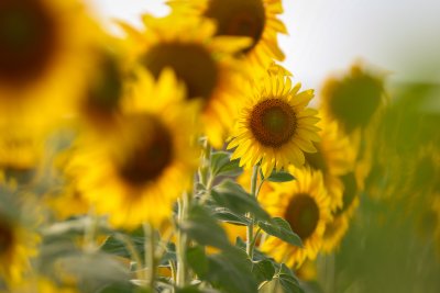 Summer 2025: Hot, Dry, and with Increased Wildfire Risk