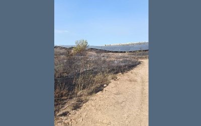 Потушиха пожара в боровата гора край дупнишкото село Палатово