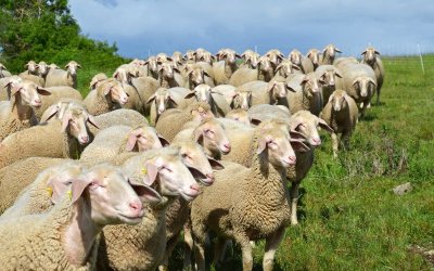 1,000 Sheep to Be Culled in the Village of Sheynovo Due to Outbreak of Sheep and Goat Pox