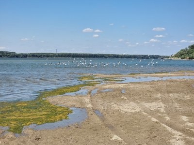 Ниски нива на водата затрудняват корабоплаването по река Дунав