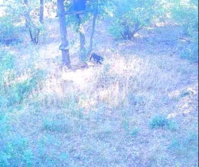 The Elusive Black Leopard Has Been Sighted by Camera Traps 20 km from Shumen