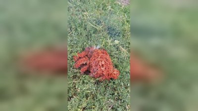 Странното червено "нещо" в Якоруда предизвика вълнения сред местните