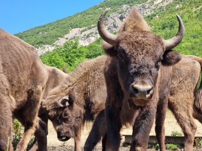 Пуснаха стадо зубри в дивата природа в Източните Родопи (СНИМКИ)