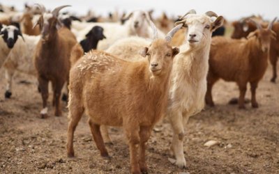 Number of Farms Affected by Sheep and Goat Pox Continues to Rise in Plovdiv District