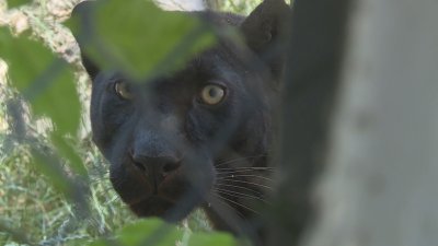 New Trace? The Elusive Black Leopard Spotted in Varna Region
