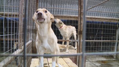 Animal Rights Activists in Varna Protest Against Animal Abuse and Misuse of Funds