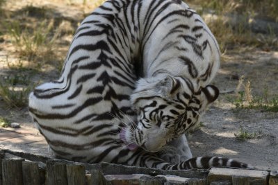 Киафа и Нарцис - белите бенгалски тигри в столичния зоопарк (СНИМКИ)