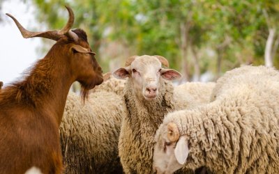 Measures against sheep and Goat Pox in Plovdiv Region Extended