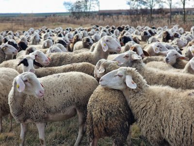 Plovdiv Regional Epizootic Commission to Seek Additional State Support over Continued Sheep and Goat Pox Restrictions