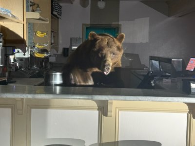 Необичаен клиент - на мечока Фузи му се прииска сладолед, влезе да си "поръча" в калифорнийска сладкарница