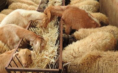 Всички умъртвени заради шарка животни в Пловдивско ще бъдат изгорени до петък