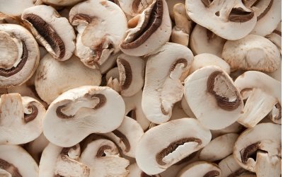 Traders Report Poor Wild Mushroom Yields in Bulgaria This Year