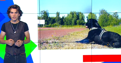 Лабрадорът Манта