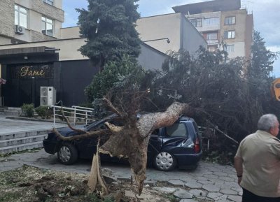 Силен вятър събори дърво в центъра на Кюстендил