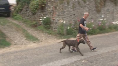 Мъжът, нападнат от мечка в Родопите, е спасен от кучето си