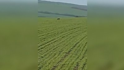 След претърсване от полицията: Има ли следа от черния леопард?
