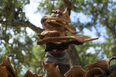 Как се добива корк в Португалия? (СНИМКИ)