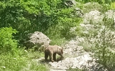 Мечка и двете ѝ малки слязоха до водопад над Карлово