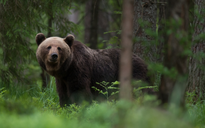 Мечки нападат пчелини край Казанлък – десетки кошери унищожени