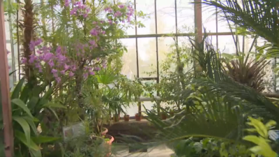 Световният ден на бамбука