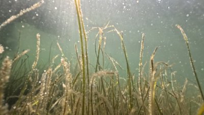Морски треви срещу климатични промени