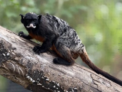 Endangered Miniature Monkeys to Delight Visitors at Burgas Zoo
