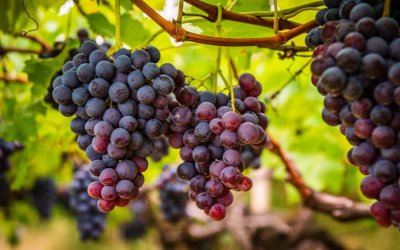 Excellent Grape Harvest in Southwestern Bulgaria, Prices of Wine Expected to Rise