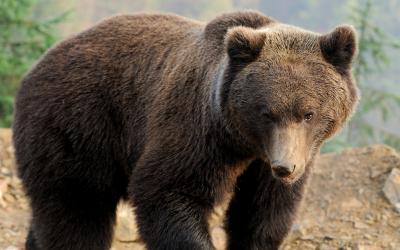 Мечките може да са опасни заради храни от сметища