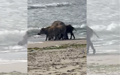 Unusual Beachgoers in Varna: A Family of Wild Boars Takes a Dip in the Sea (VIDEO)
