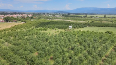 Черешопроизводители в Кюстендилско още чакат компенсации за загубената реколта