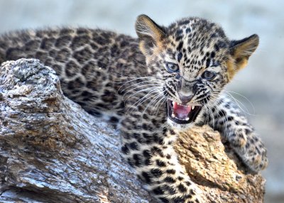 Baby Leopard, Named Victoria, Is the Newest Addition to the Zoo in Varna (see pics)