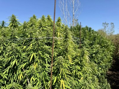 Cannabis Plantation Uncovered in Pleven During Police Operation (PHOTOS)