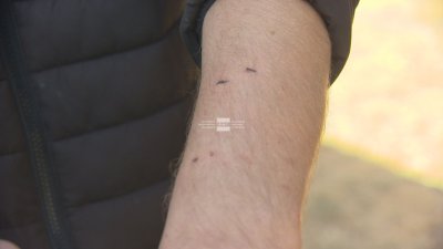 Три домашни питбула нападнаха мъж и убиха кучето му във Варна