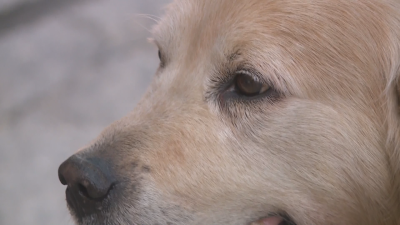 Световен ден на животните: „Спасете животните, спасете планетата“