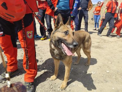 Обучават спасителни кучета и техните водачи край Банско