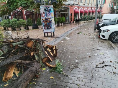 Дърво падна и повреди три автомобила в центъра на Сливен