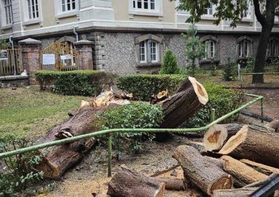 Огромно дърво падна до училище в Пловдив