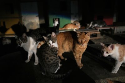 Кипър - островът на котките, има проблем с ...котките (СНИМКИ)