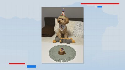 Как се прави кучешка торта?