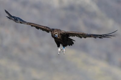 Seven More Black Vultures Released in Eastern Rhodope Mountains as Part of Species Restoration Initiative (see pics)