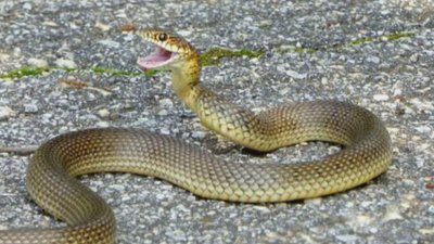 Runaway Snake Went to "Visit" a Neighbour in Sofia's 'Vrazhdebna' Neighborhood