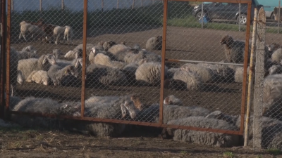 Потвърден случай на антракс в село Славяново, започват спешни мерки