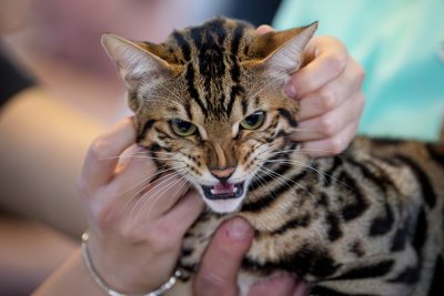 Световно изложение за котки в Румъния (СНИМКИ)