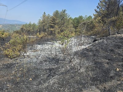 155 хиляди декара гори унищожени от пожари у нас през годината