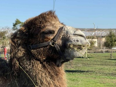 Три нови камили пристигнаха в Бургаския зоопарк!